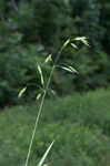 Rye brome